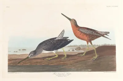 Red Breasted Snipe