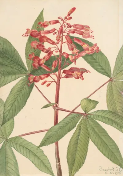 Red Buckeye Aesculus Pavia 2