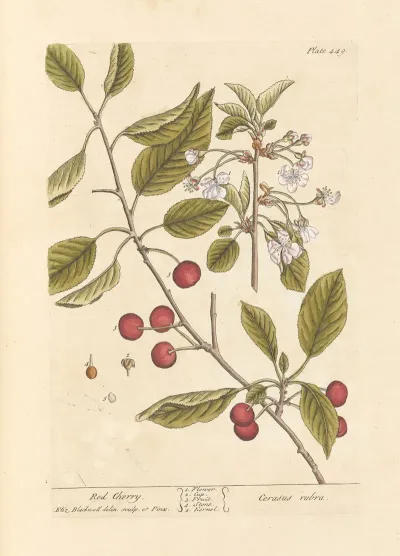 Red Cherry