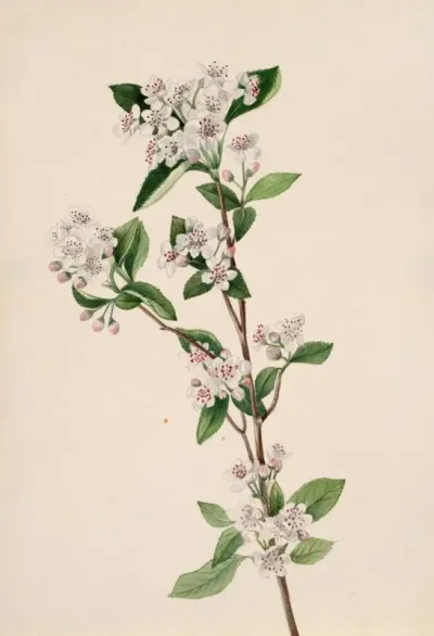 Red Chokeberry Aronia Arbutifolia 2
