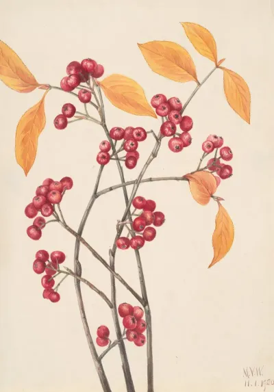 Red Chokeberry Aronia Arbutifolia