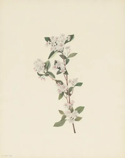 Red Chokeberry Flower Aronia Arbutifolia 2