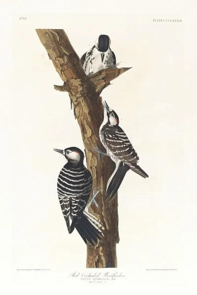 Red Cockaded Woodpecker