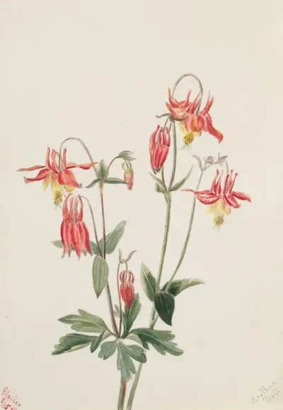 Red Columbine Aquilegia Formosa