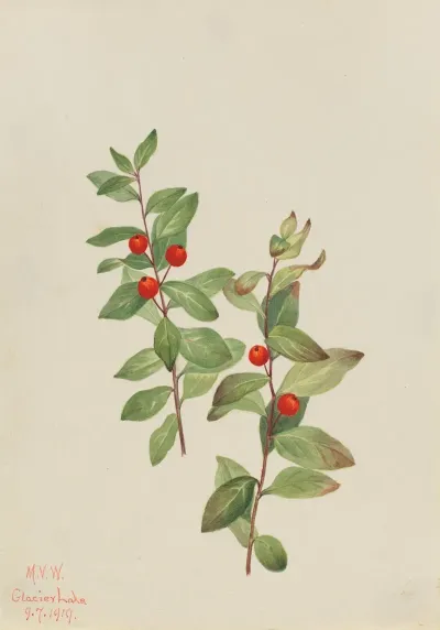 Red Comandra Comandra Livida 2