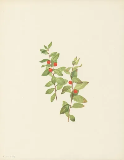 Red Comandra Comandra Livida 3