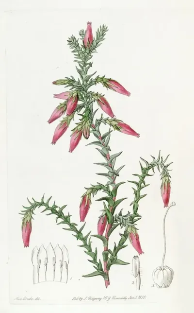 Red Cosmelia
