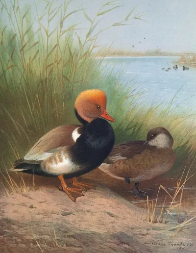 Red Crested Pochard