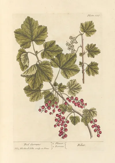 Red Currans