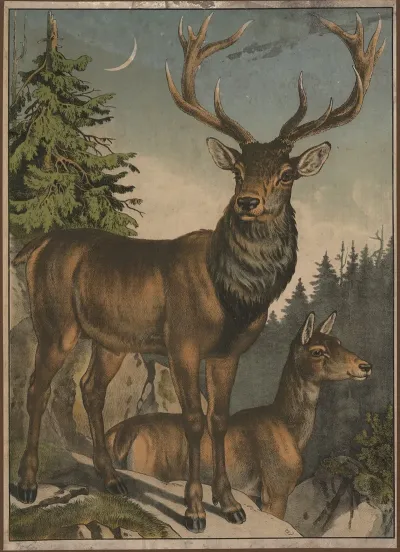 Red Deer 2