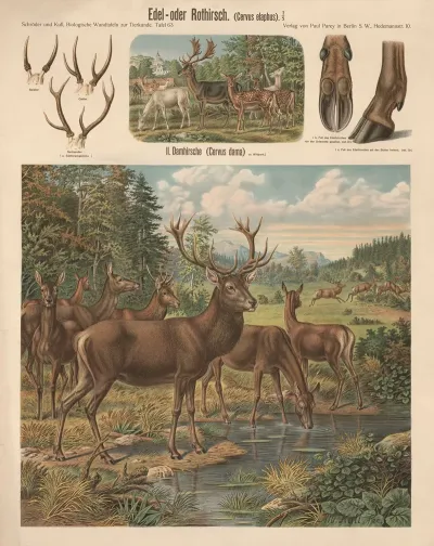 Red Deer Cervus Elaphus