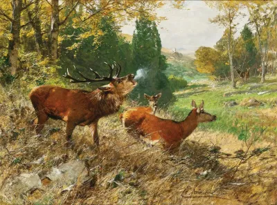 Red Deer In A Forest Glade 2