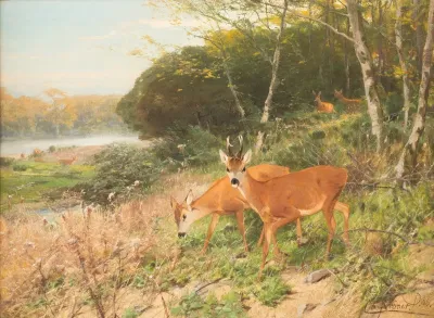 Red Deer On A Forest Clearing