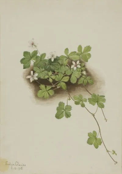 Red Dewberry Rubus Pedatus 2