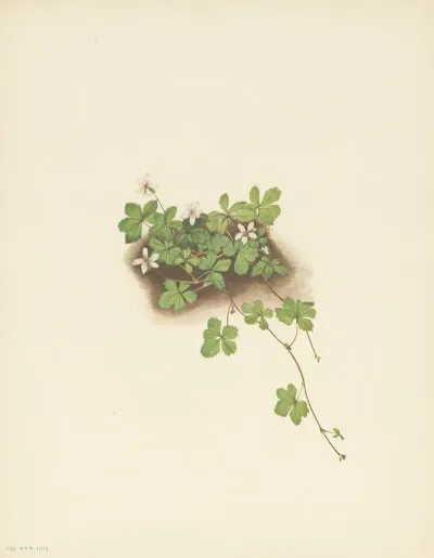 Red Dewberry Rubus Pedatus 3