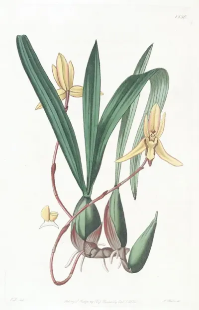 Red Edged Cymbidium