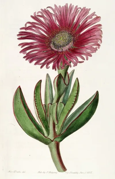 Red Edged Fig Marigold