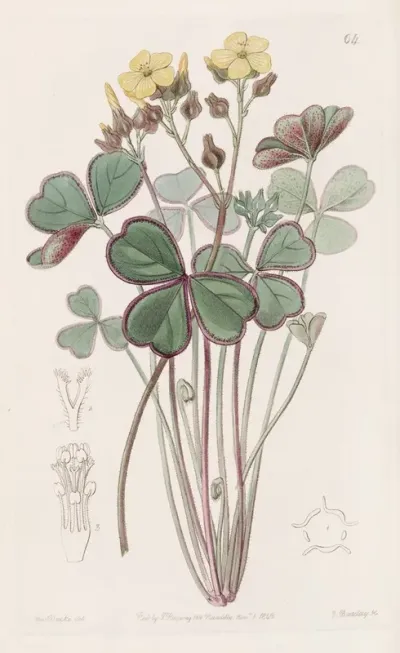Red Edged Wood Sorrel