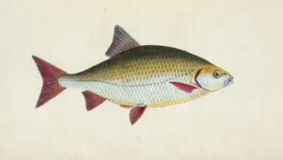 Red Eye Cyprinus Erythrophthalmus