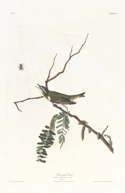 Red Eyed Vireo 2