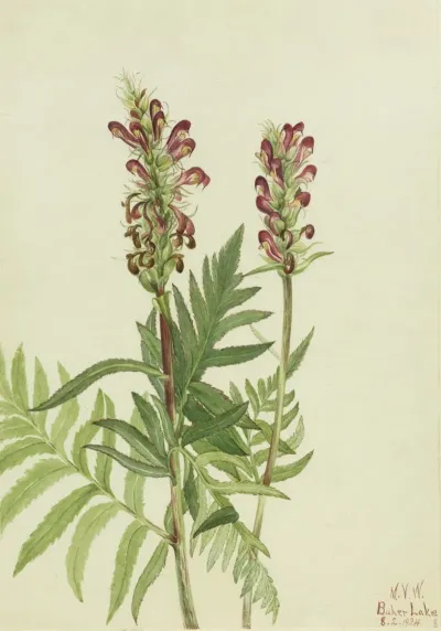 Red Helmet Pedicularis Bracteosa 2