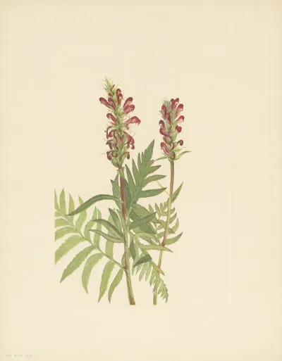 Red Helmet Pedicularis Bracteosa 3