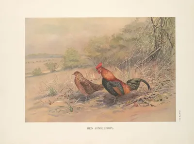 Red Junglefowl Gallus Gallus