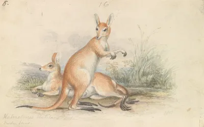 Red Kangaroos
