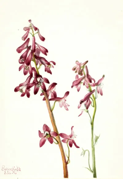 Red Larkspur Delphinium Nudicale