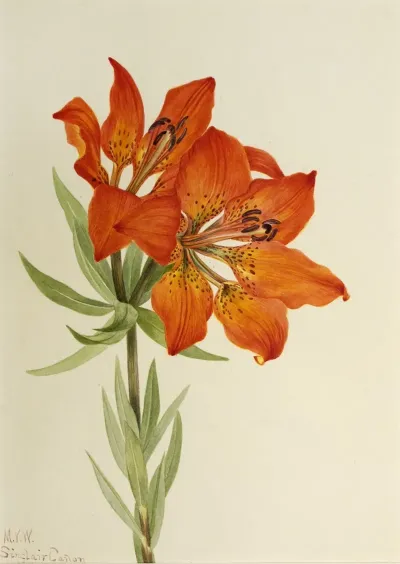 Red Lily Lilium Montanum 2