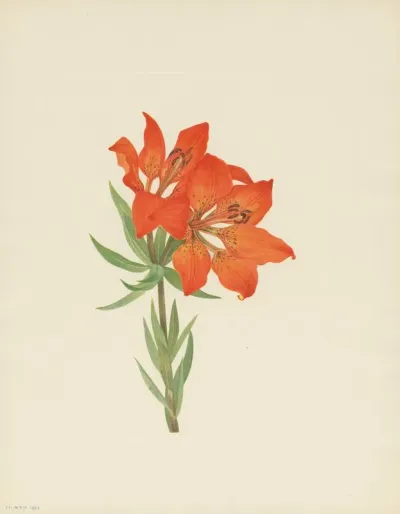Red Lily Lilium Montanum 3