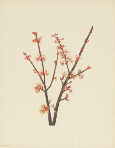 Red Maple Acer Rubrum 3