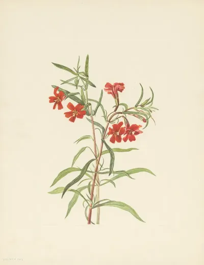 Red Monkeyflower Diplacus Puniceus 2
