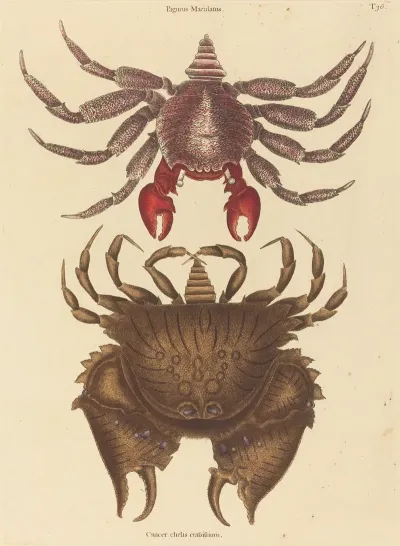 Red Mottled Rock Crab Cancer Grapsus