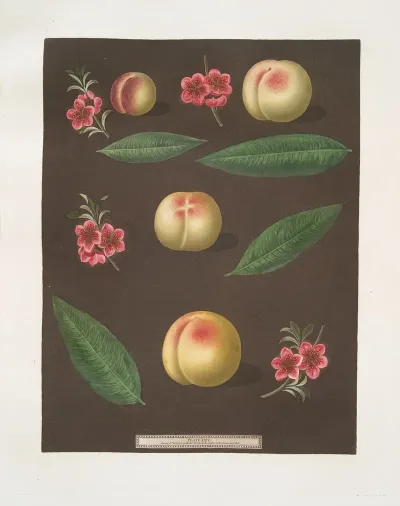 Red Nutmeg Hemskirk Early Ann And French Vanguard Peaches