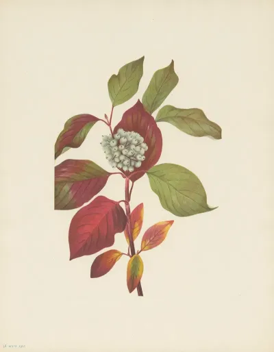 Red Osier Dogwood Cornus Stolonifera 2