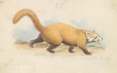 Red Panda