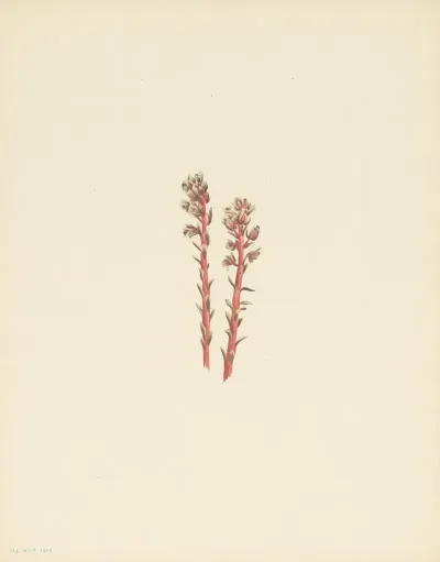 Red Pinesap Hypopitys Lanuginosa 3