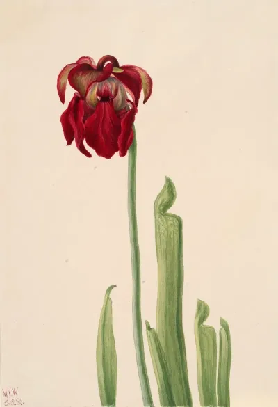 Red Pitcherplant Sarracenia Jonesii