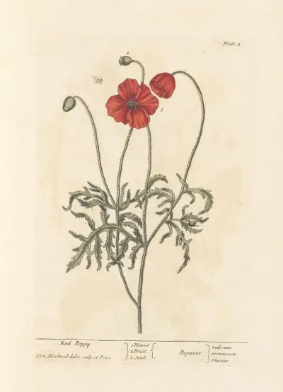Red Poppy