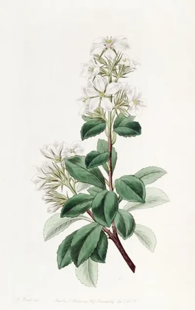 Red Raphiolepis