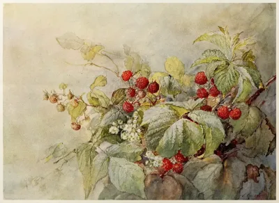Red Raspberries