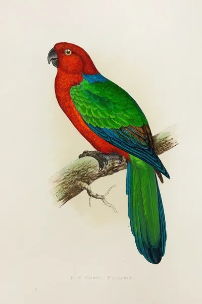 Red Shining Parrakeet