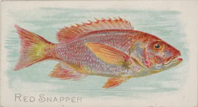 Red Snapper