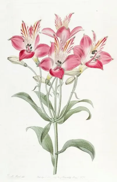 Red Speckled Flowered Alstromeria