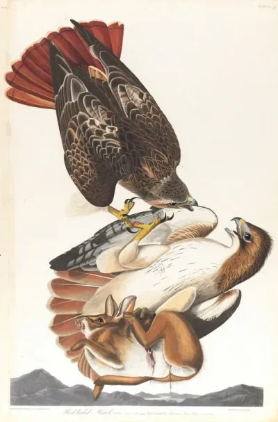 Red Tailed Hawk 2