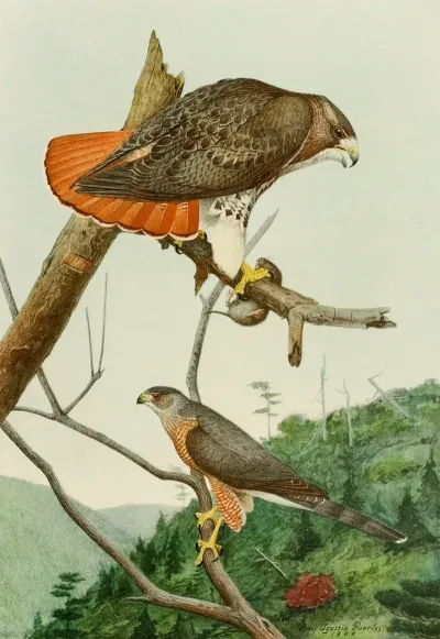 Red Tailed Hawkcoopers Hawk