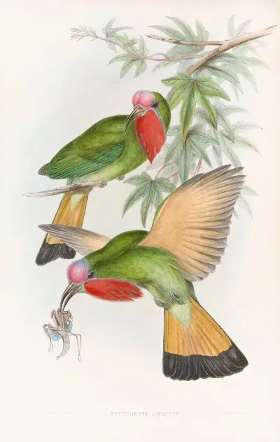 Red Throated Nyctiornis