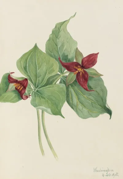 Red Trillium Trillium Erectum 2