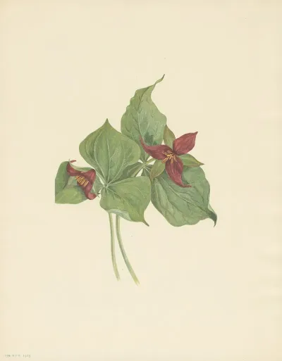 Red Trillium Trillium Erectum 3